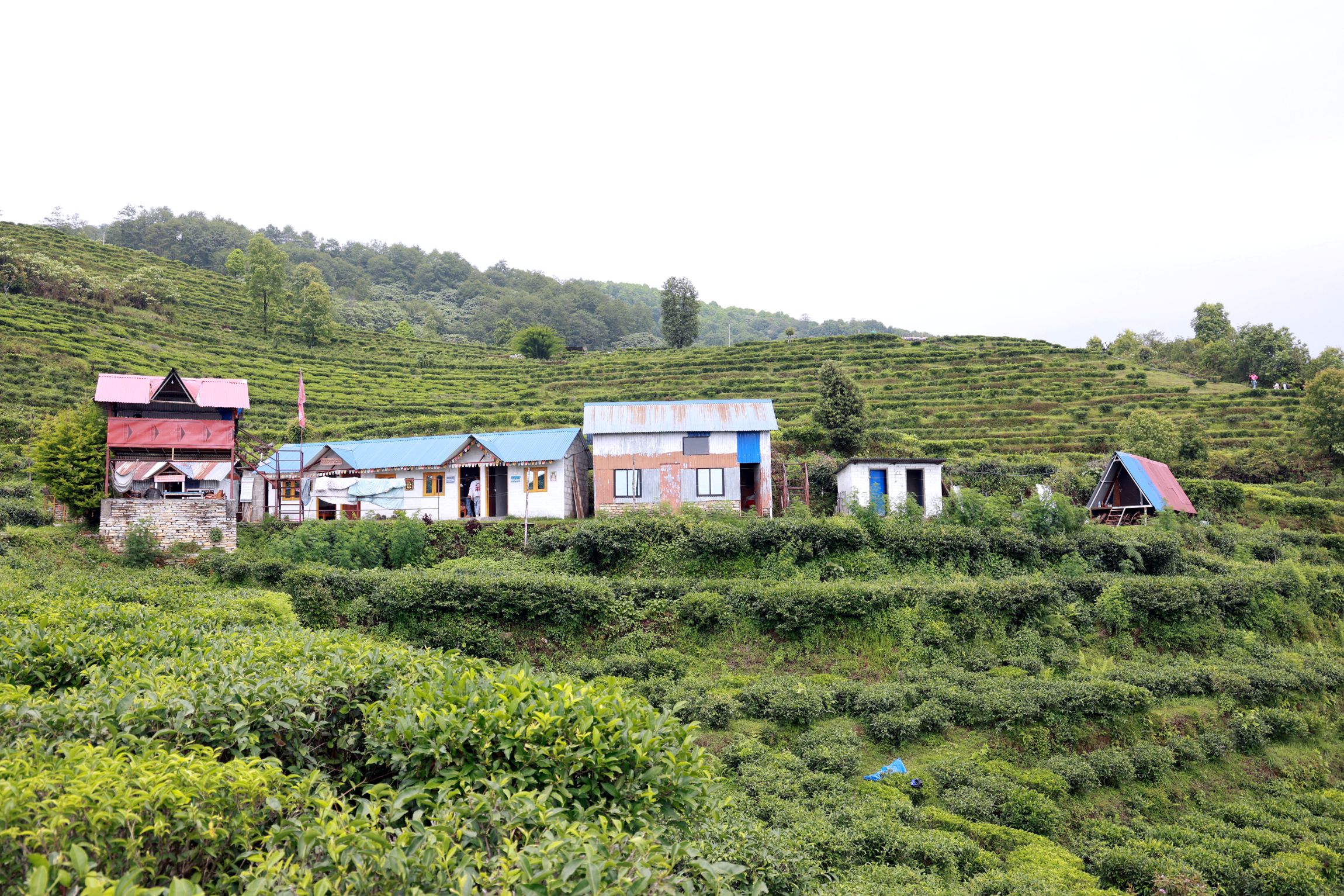 Lwang village: Where emerald tea gardens meet snow-capped mountains